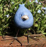 lijstertje blauw met korte pootjes